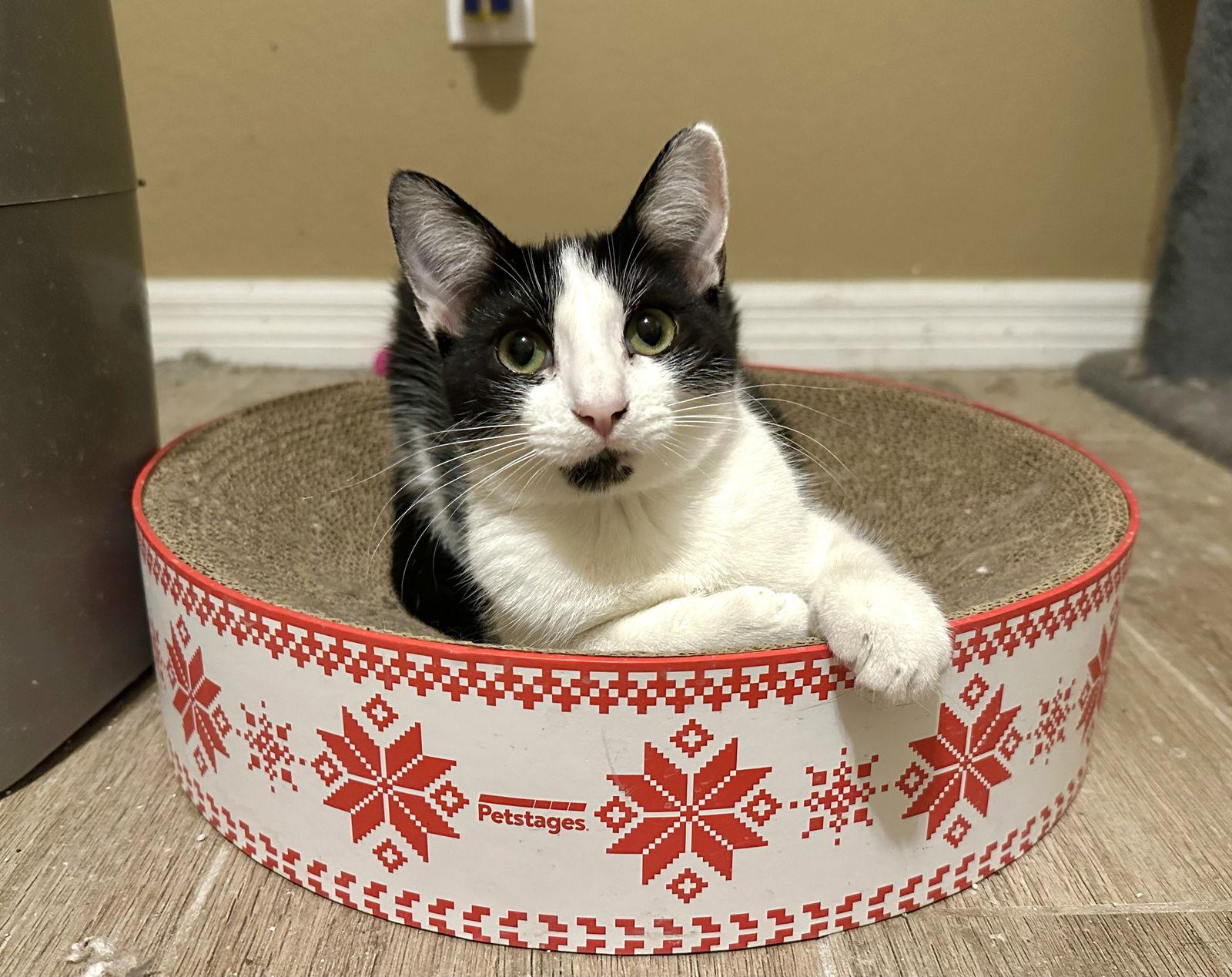 Daffodil, a Adoptable Domestic Short Hair in Longwood, FL image 2/3