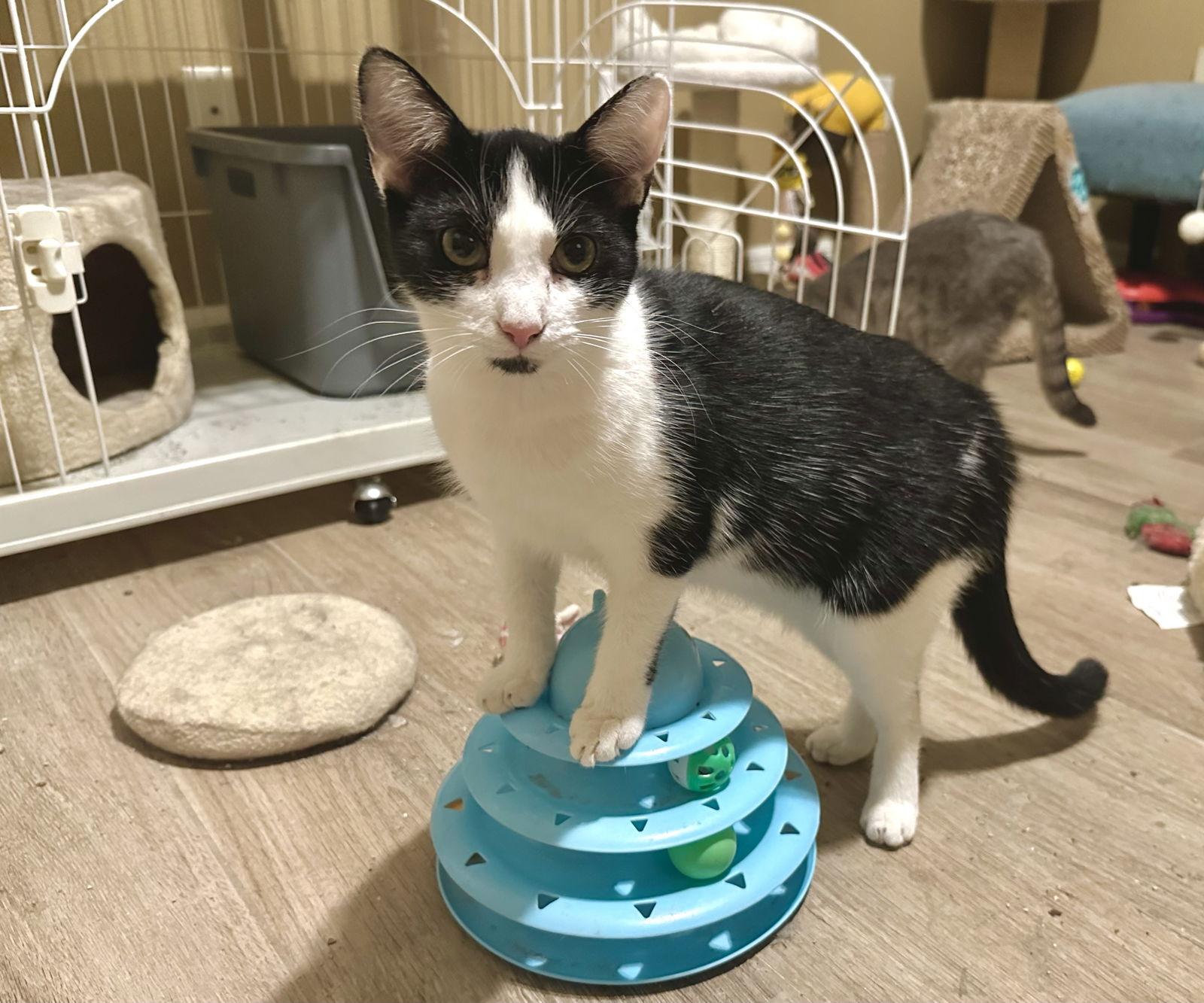 Daffodil, a Adoptable Domestic Short Hair in Longwood, FL image 3/3