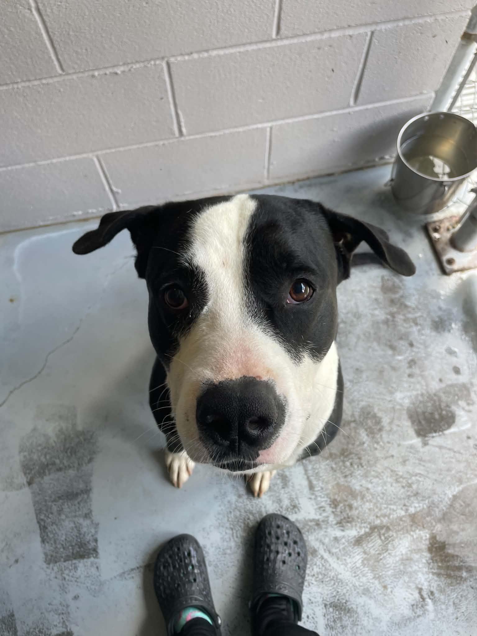 Domino, ADOPTABLE, Adult Male Pit Bull Terrier.