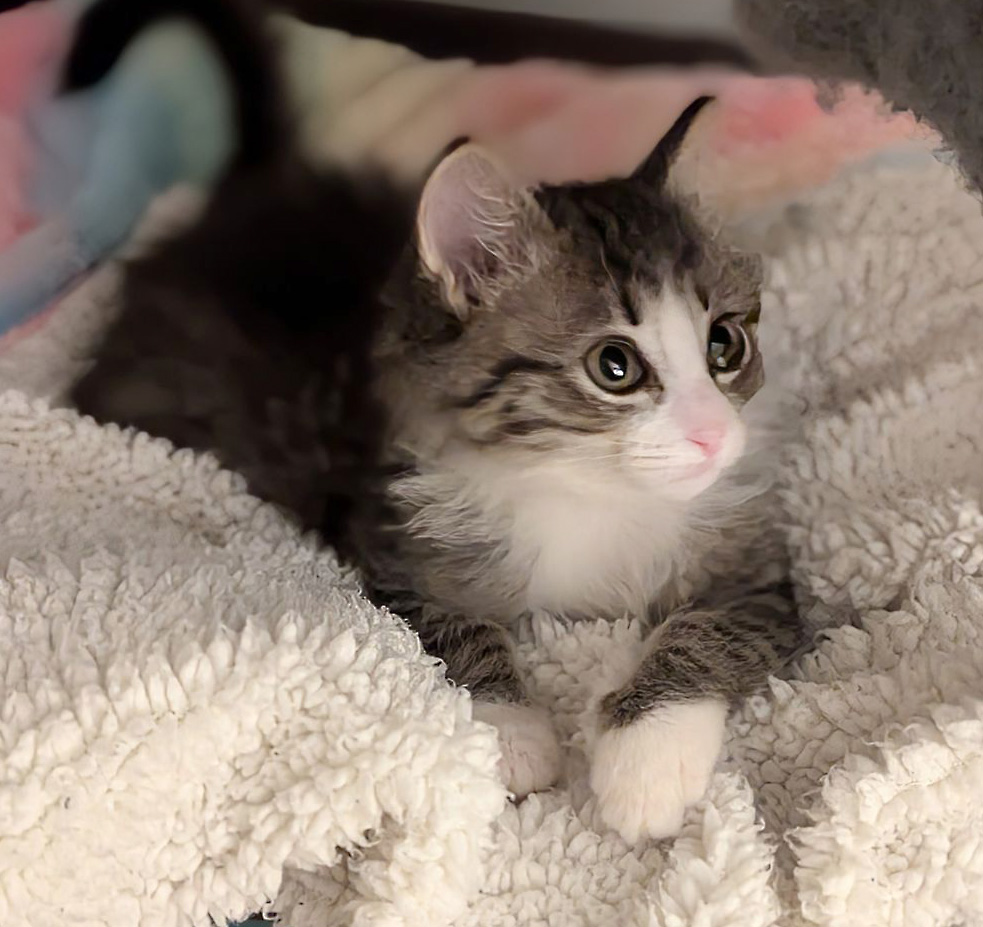 Cat for adoption Sidney, a Domestic Medium Hair in Hilton Head Island