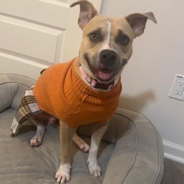 Dani, Adoptable, Adult Female American Staffordshire Terrier.