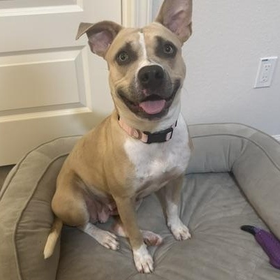 Enlarge Dani, a Adoptable mixed breed in Omaha, NE image 4/6