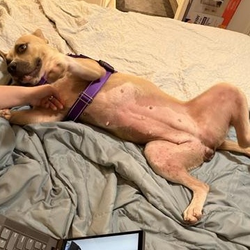 Enlarge Dani, a Adoptable mixed breed in Omaha, NE image 2/6