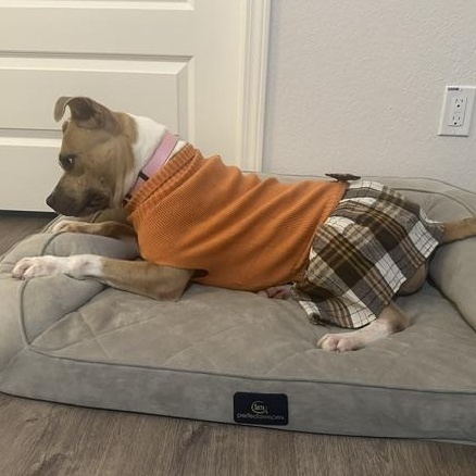 Enlarge Dani, a Adoptable mixed breed in Omaha, NE image 3/6