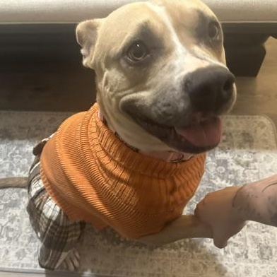 Enlarge Dani, a Adoptable mixed breed in Omaha, NE image 5/6
