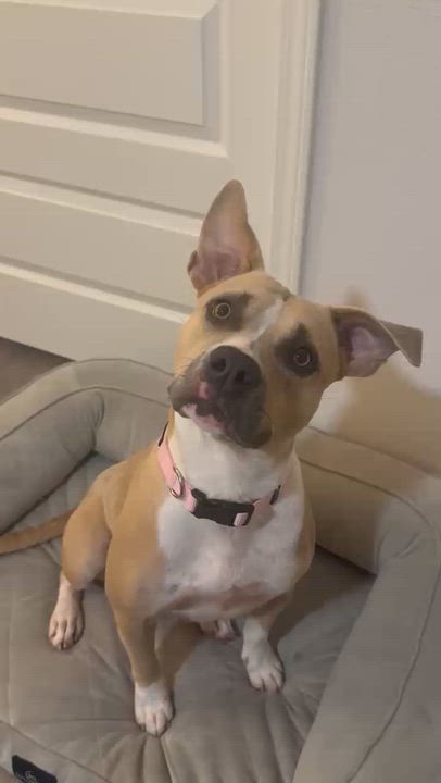 Enlarge Dani, a Adoptable mixed breed in Omaha, NE video 6/6