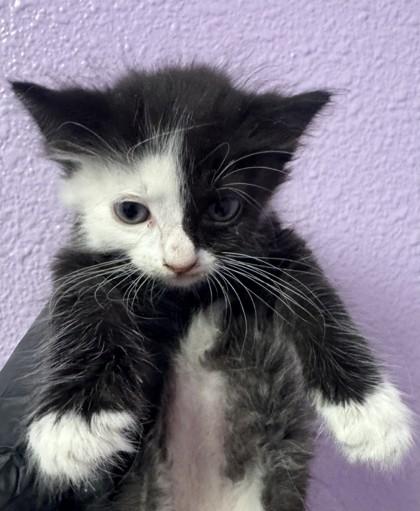 Enlarge 61620438, a Adoptable mixed breed in El Paso, TX image 1/1