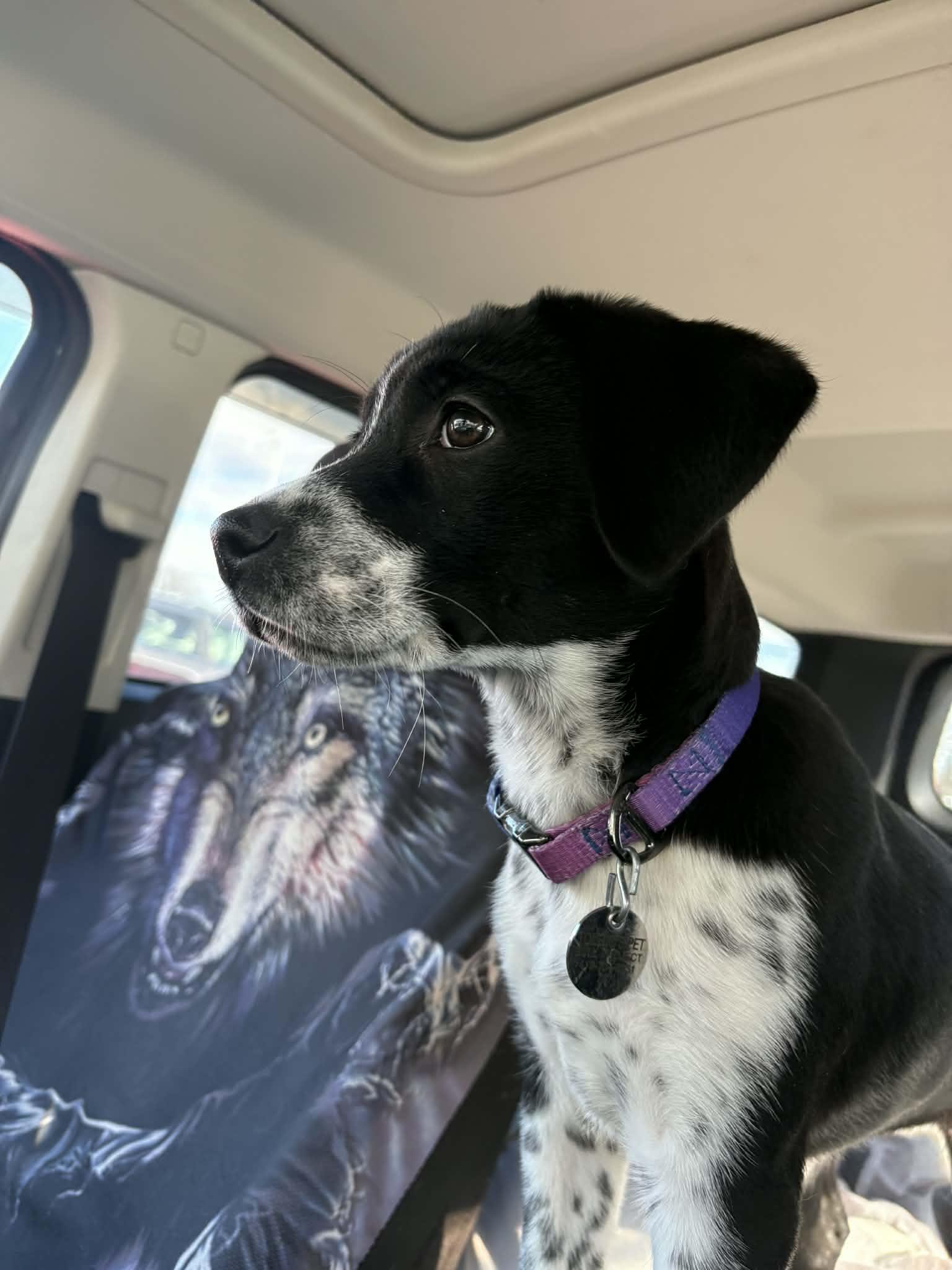 Enlarge Stormy , an adopted mixed breed in Oregon, OH image 3/3