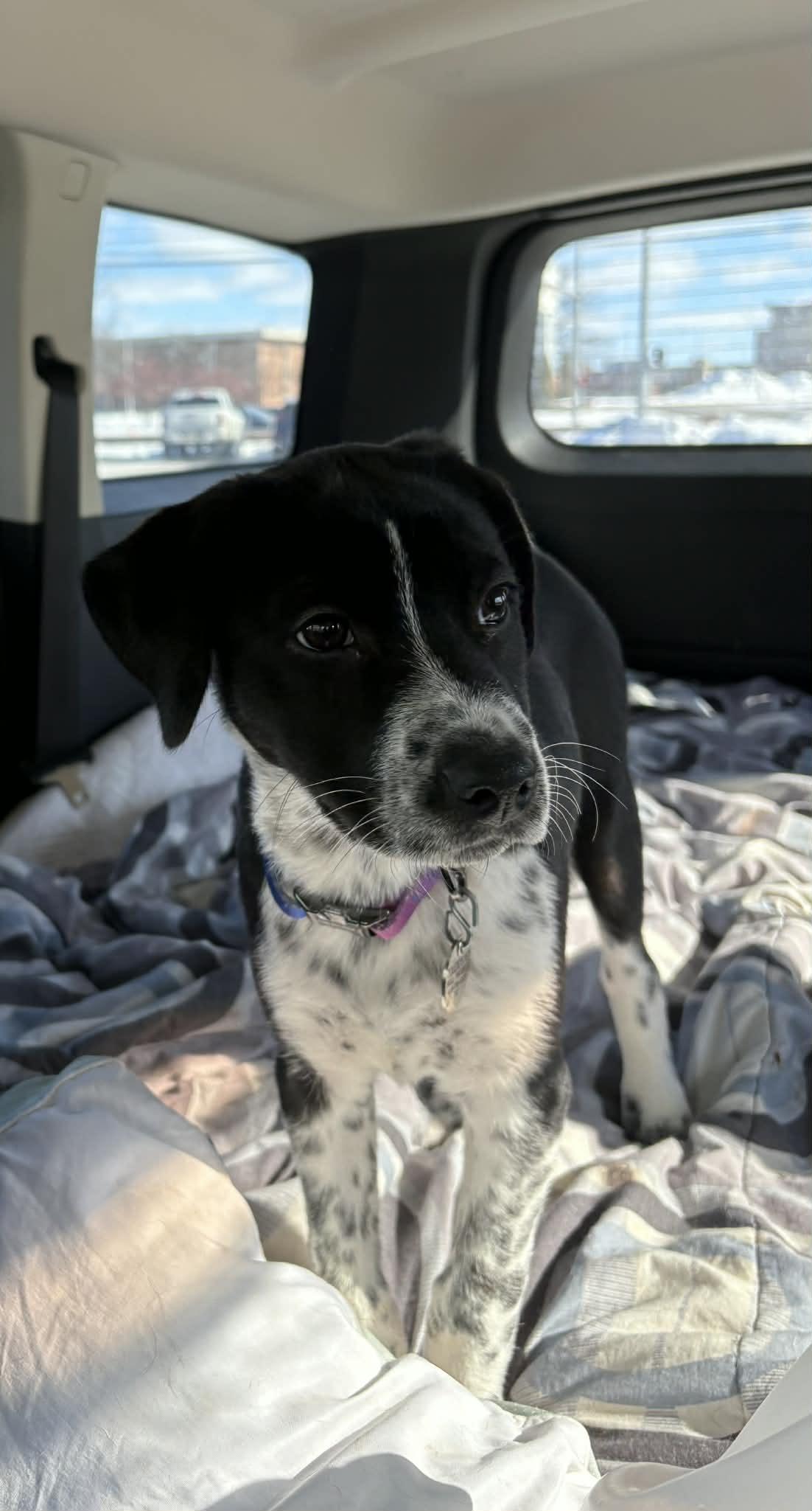 Enlarge Stormy , an adopted mixed breed in Oregon, OH image 2/3