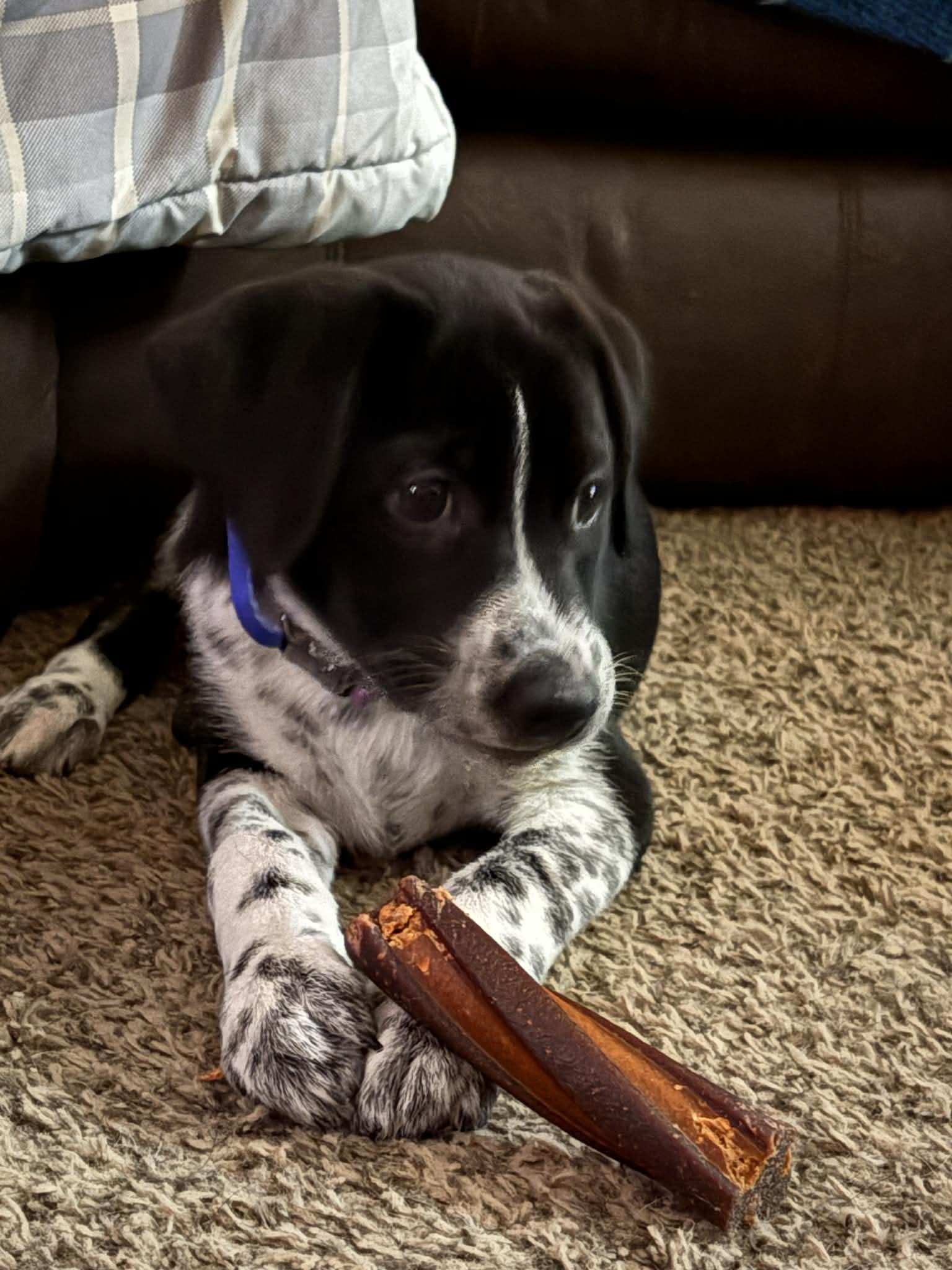 Stormy , ADOPTABLE, Puppy Female Australian Cattle Dog / Blue Heeler.