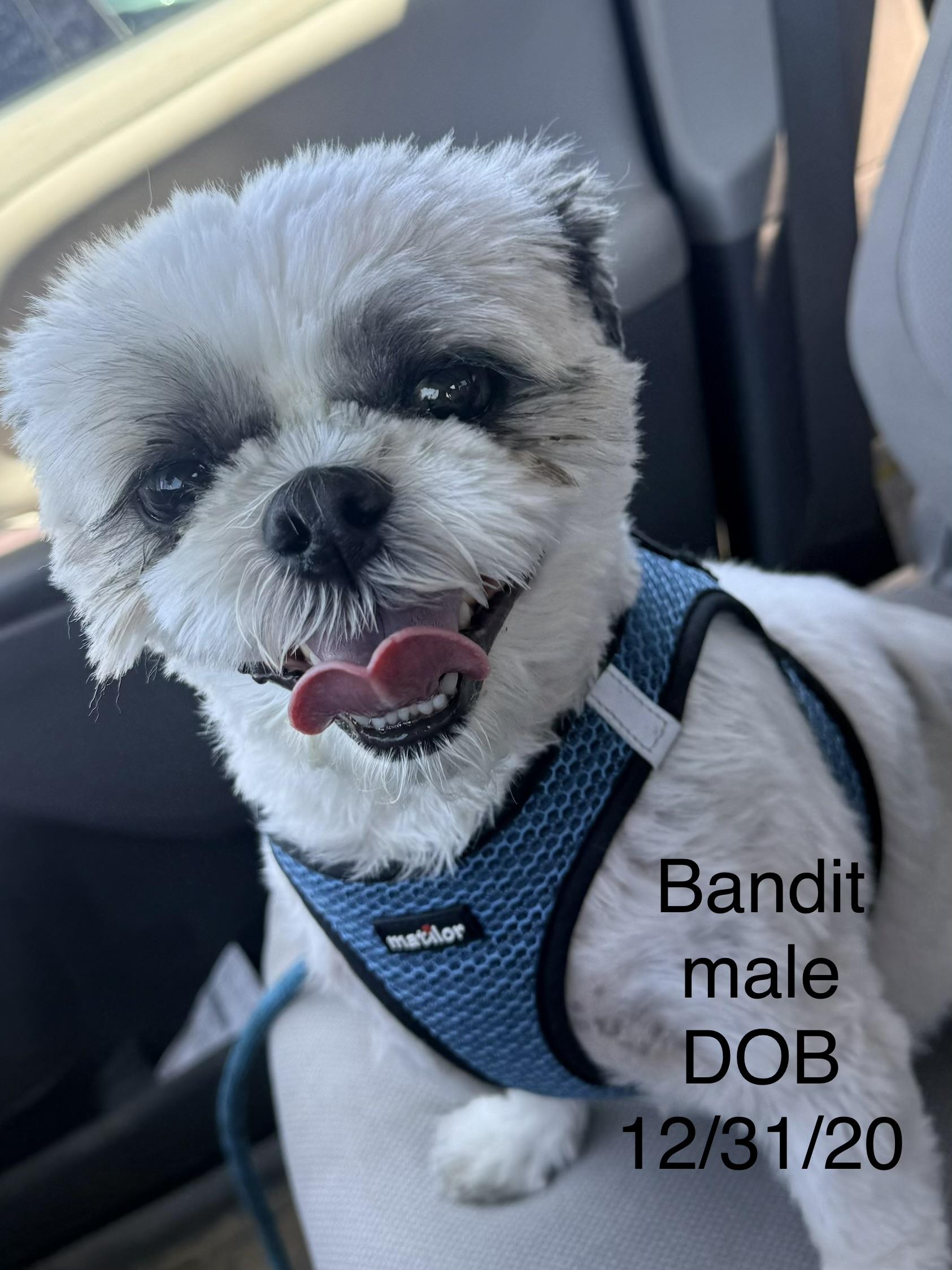 Enlarge Bandit, a ADOPTABLE Shih Tzu in valley springs, CA image 4/4