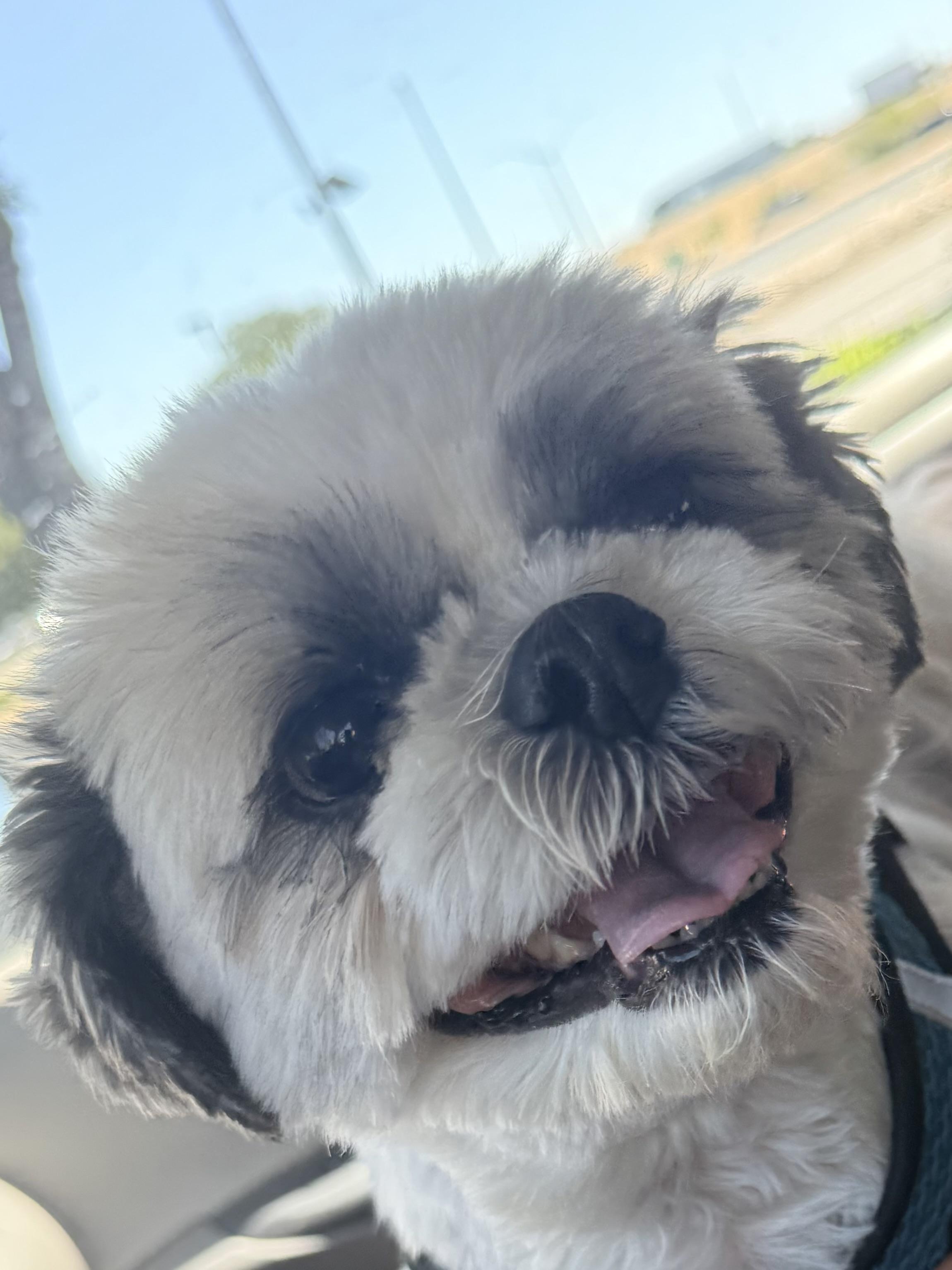 Enlarge Bandit, a ADOPTABLE Shih Tzu in valley springs, CA image 2/4