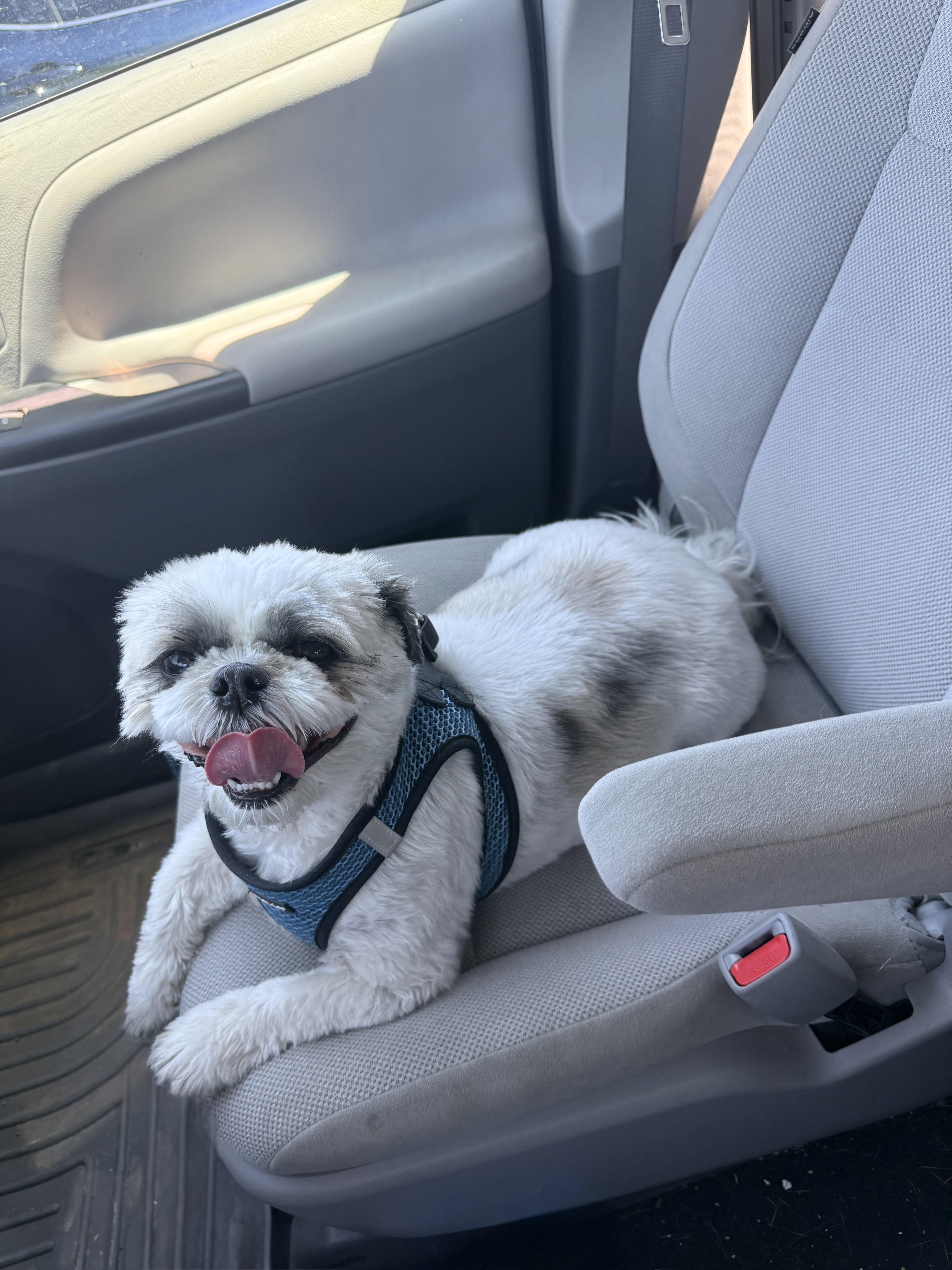 Bandit, ADOPTABLE, Adult Male Shih Tzu.