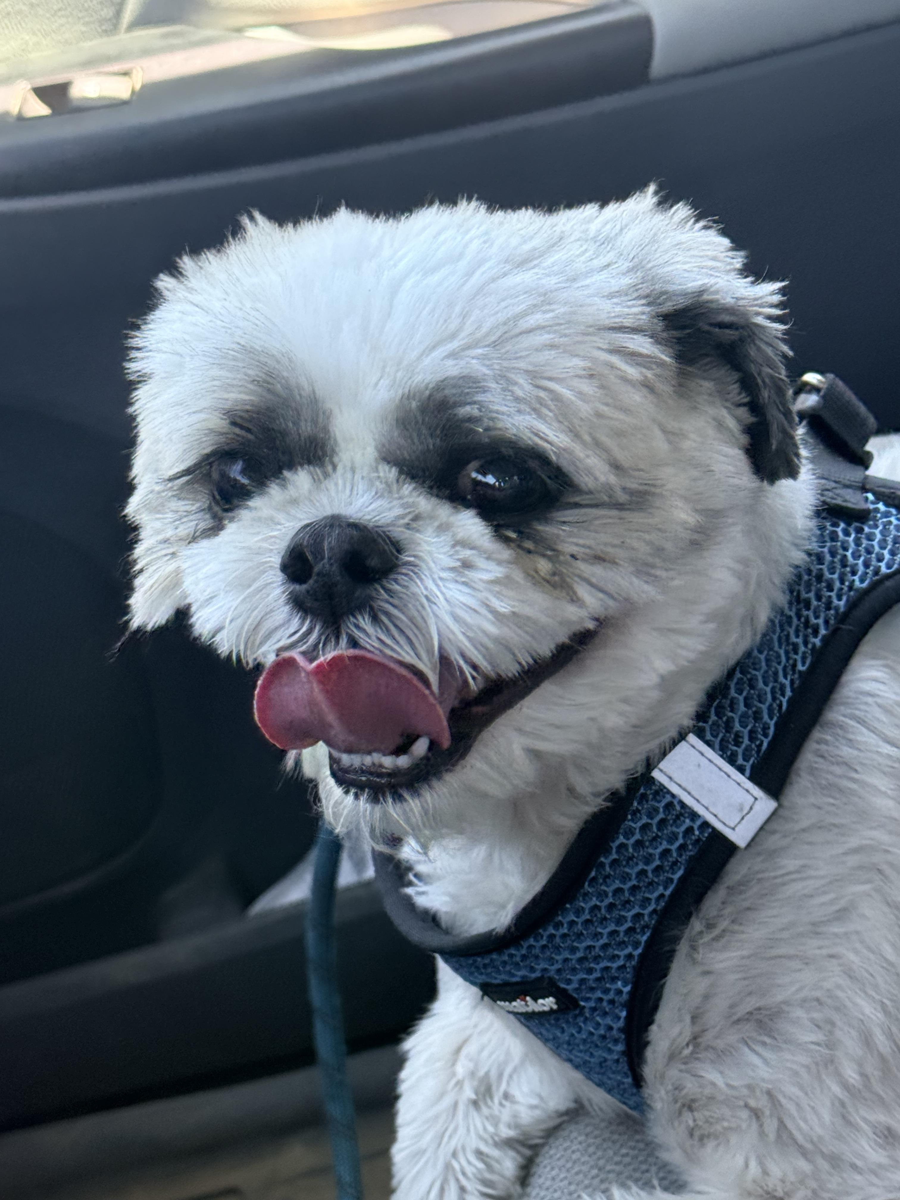 Enlarge Bandit, a ADOPTABLE Shih Tzu in valley springs, CA image 3/4