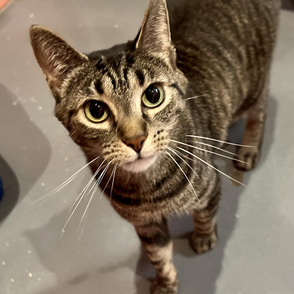 Piper — thumbnail 2