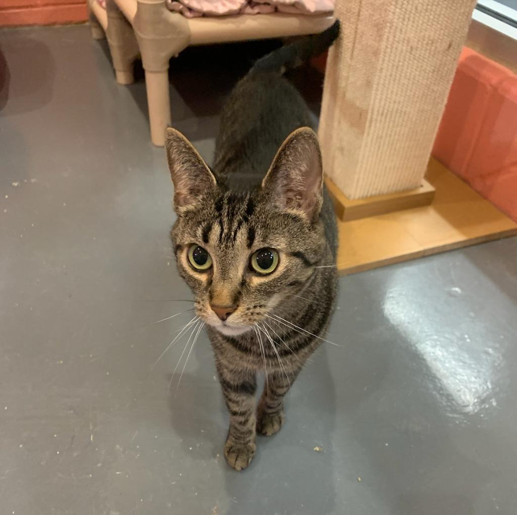 Piper — thumbnail 3