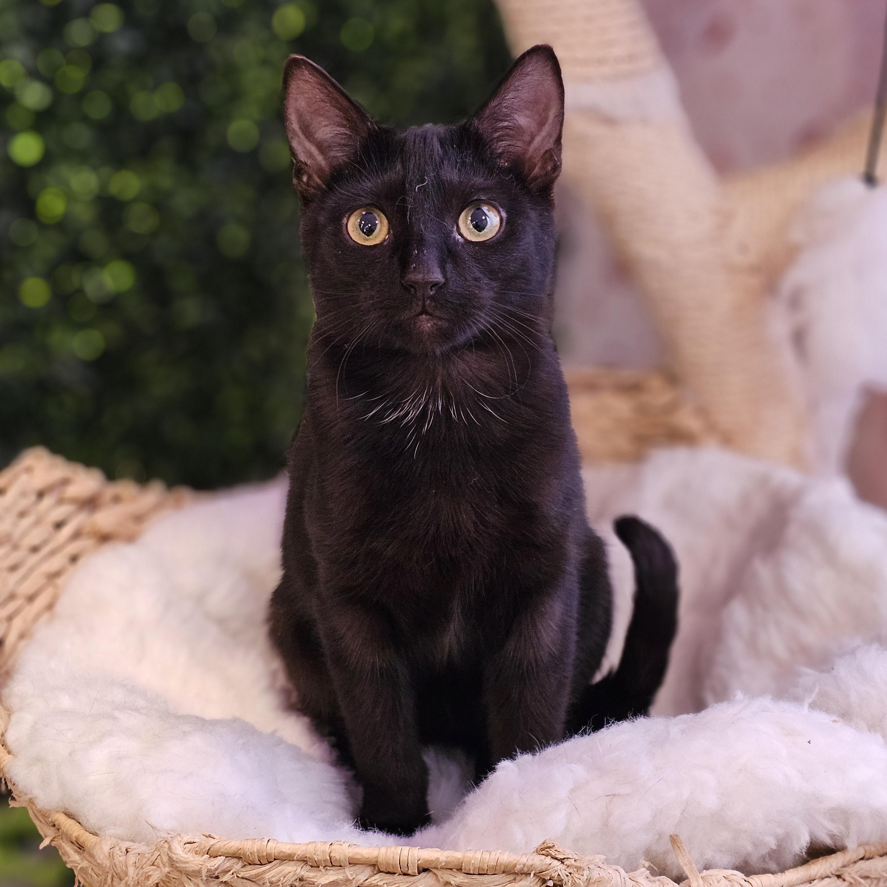 Enlarge Badger, a ADOPTABLE Domestic Short Hair in Philadelphia, PA image 5/6