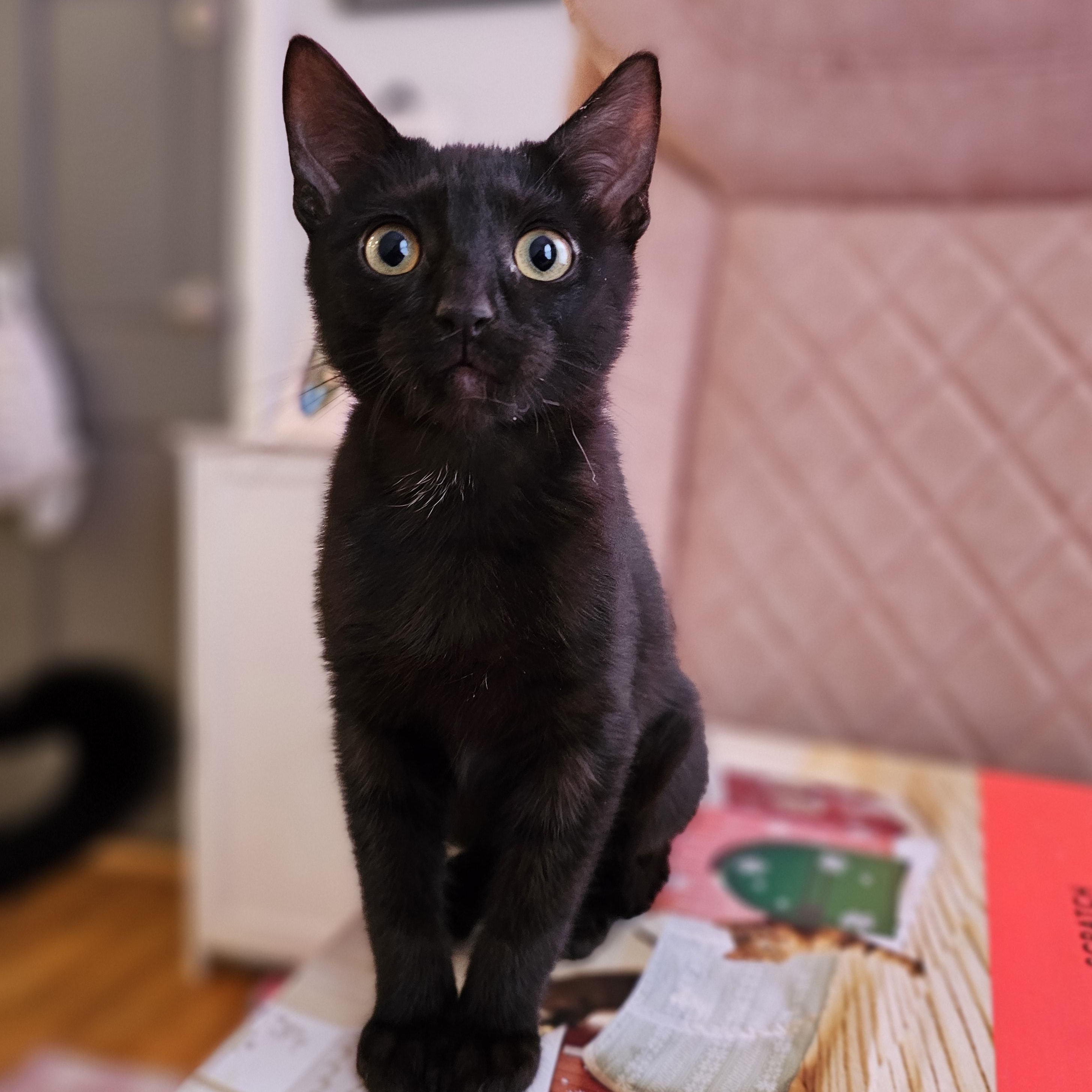 Enlarge Badger, a ADOPTABLE Domestic Short Hair in Philadelphia, PA image 4/6