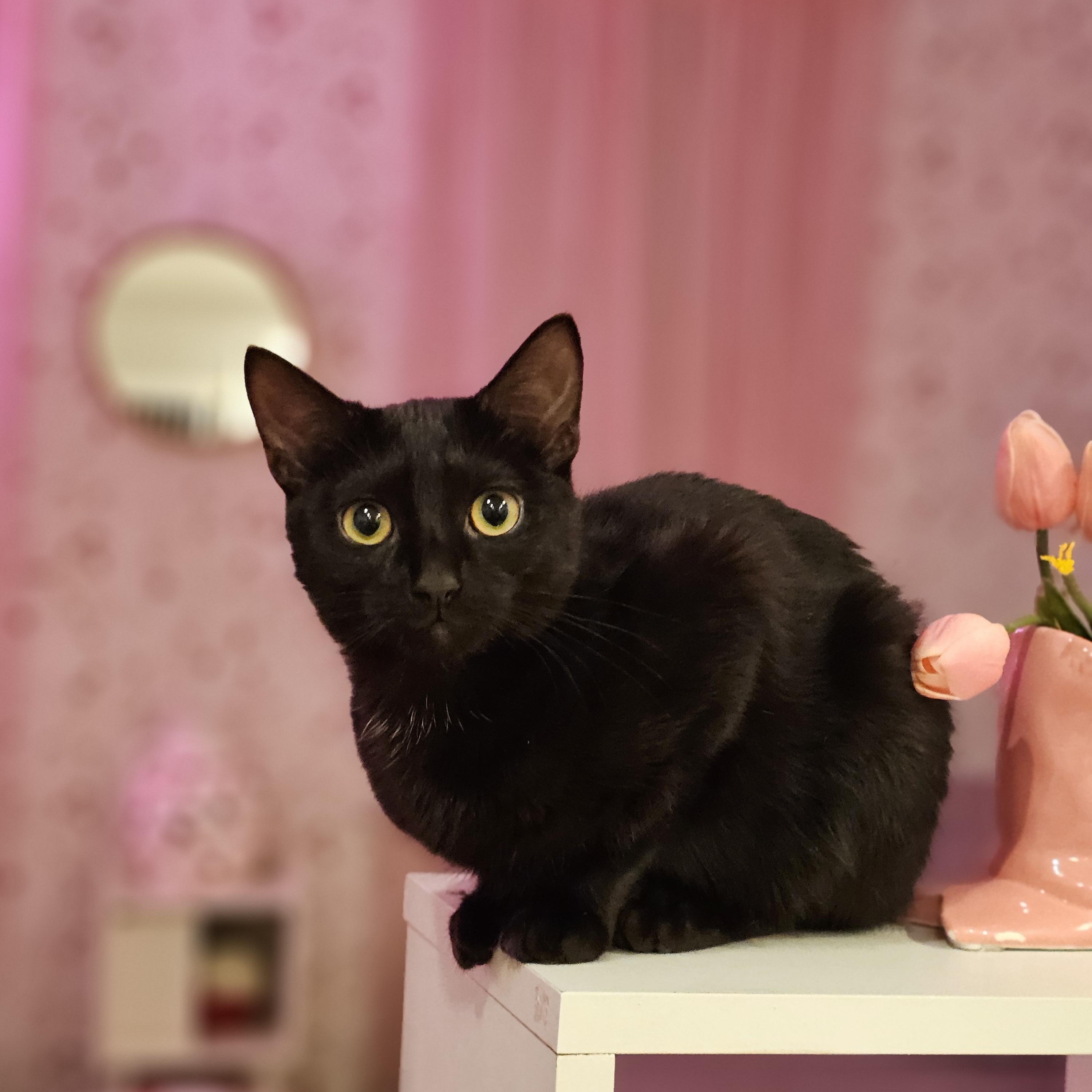 Enlarge Badger, a ADOPTABLE Domestic Short Hair in Philadelphia, PA image 3/6