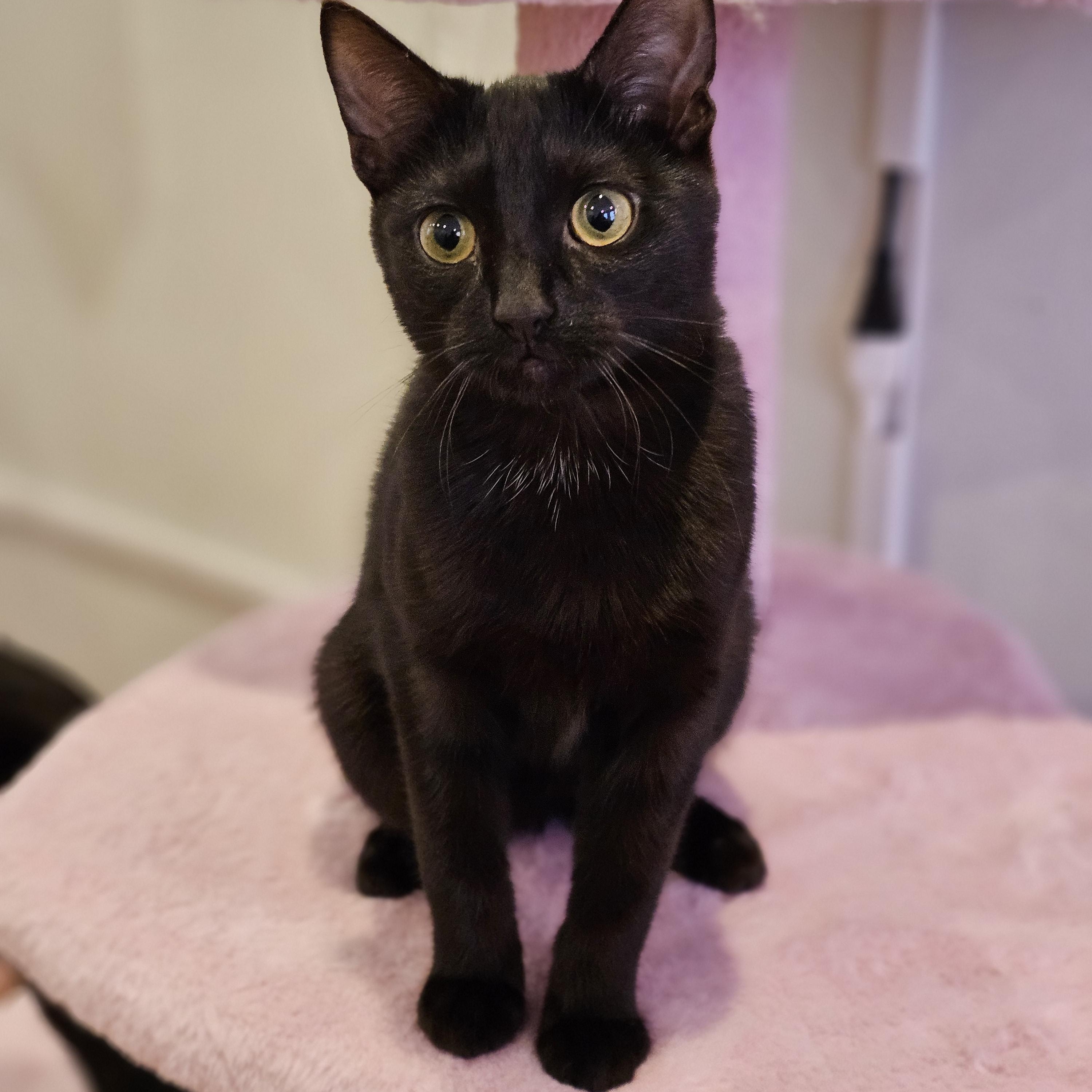 Enlarge Badger, a ADOPTABLE Domestic Short Hair in Philadelphia, PA image 6/6