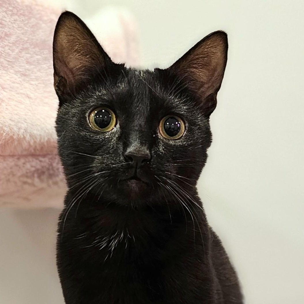 Enlarge Badger, a ADOPTABLE Domestic Short Hair in Philadelphia, PA image 1/6