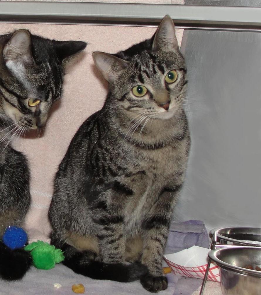 Needle, Adoptable, Young Female Domestic Short Hair.