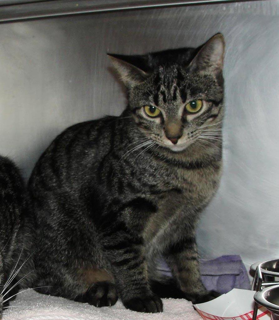Enlarge Needle, a Adoptable mixed breed in Plover, WI image 2/4