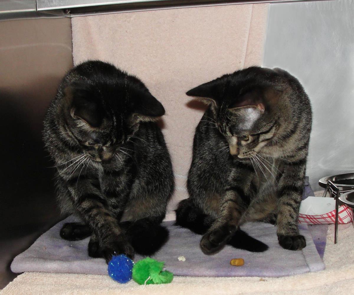 Enlarge Needle, a Adoptable mixed breed in Plover, WI image 3/4
