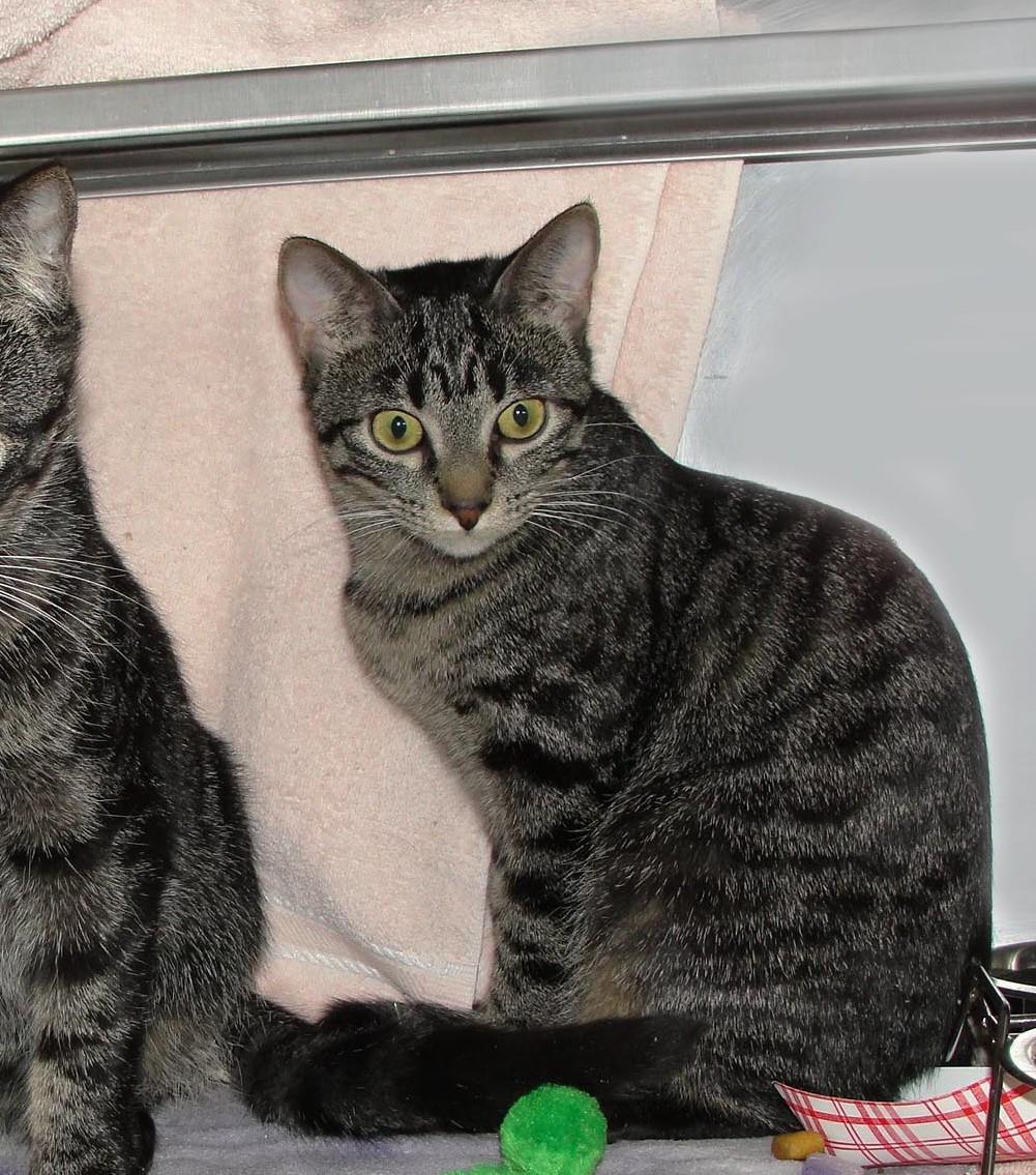 Enlarge Needle, a Adoptable mixed breed in Plover, WI image 4/4