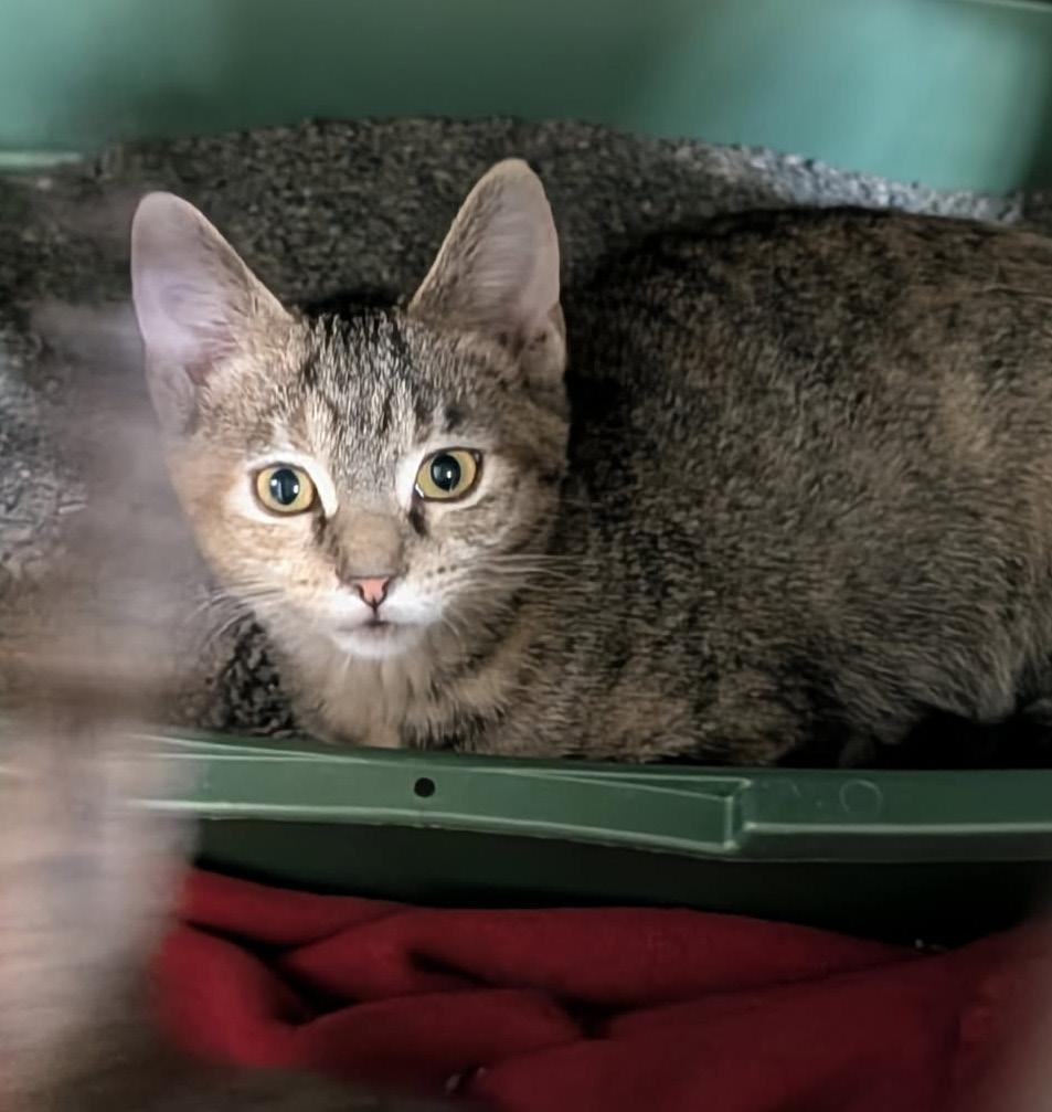 Hare (Tundra's Kitten) (Spayed) (Photo July 26th 2026) photo