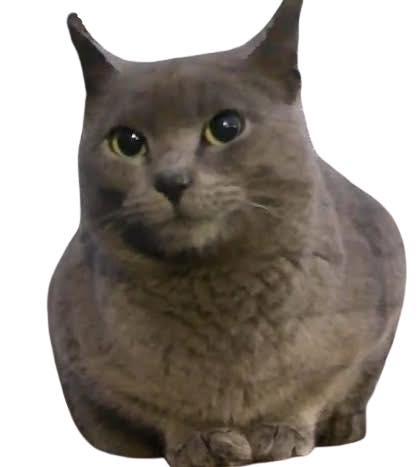 Raine, Adoptable, Adult Female Domestic Short Hair.