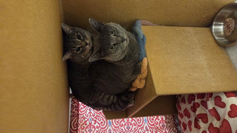 Enlarge Raine, a Adoptable Domestic Short Hair in Delran, NJ image 2/2
