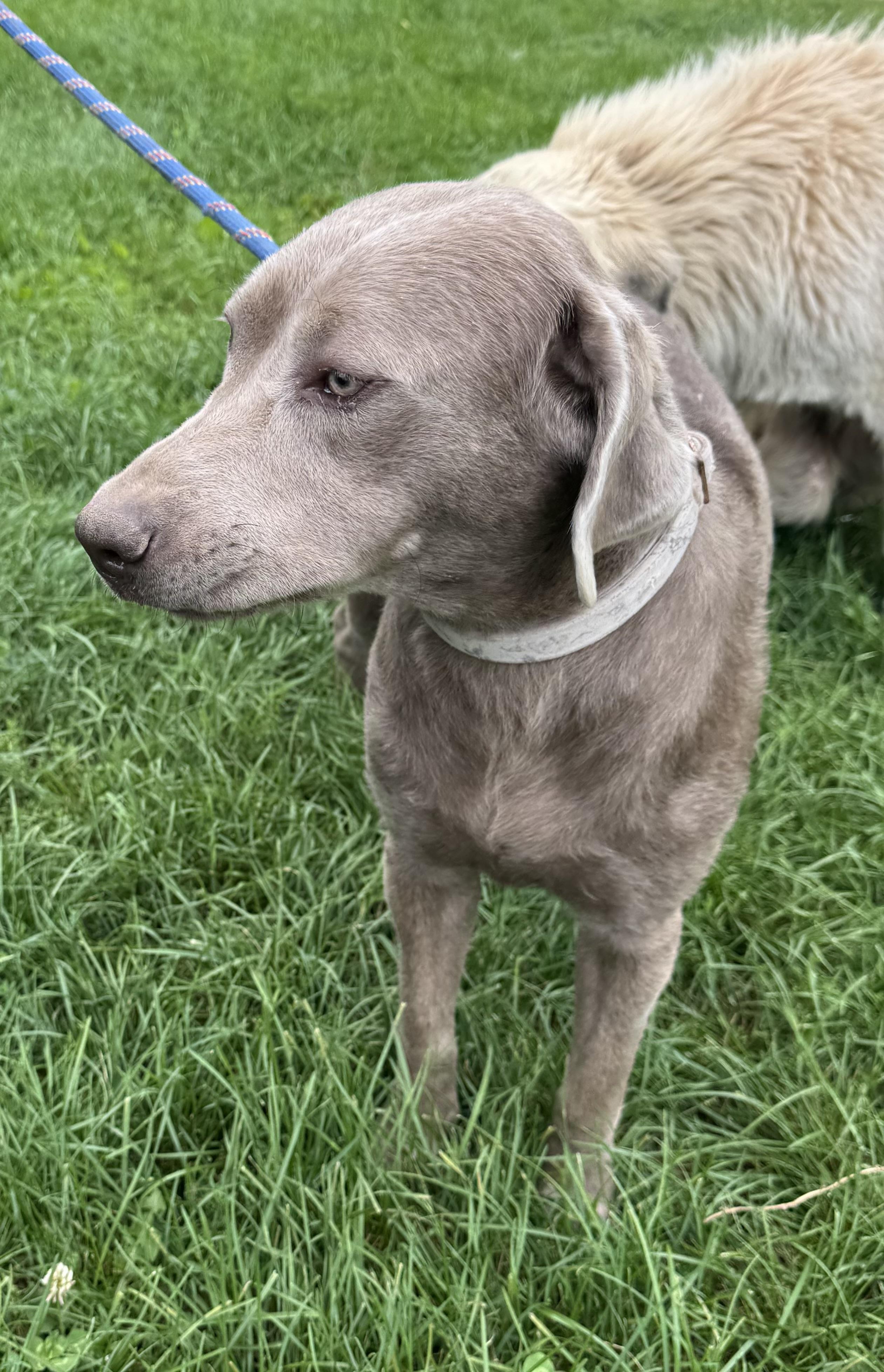 Enlarge Sophie, a Adoptable Chocolate Labrador Retriever in Glenwood City, WI image 1/3
