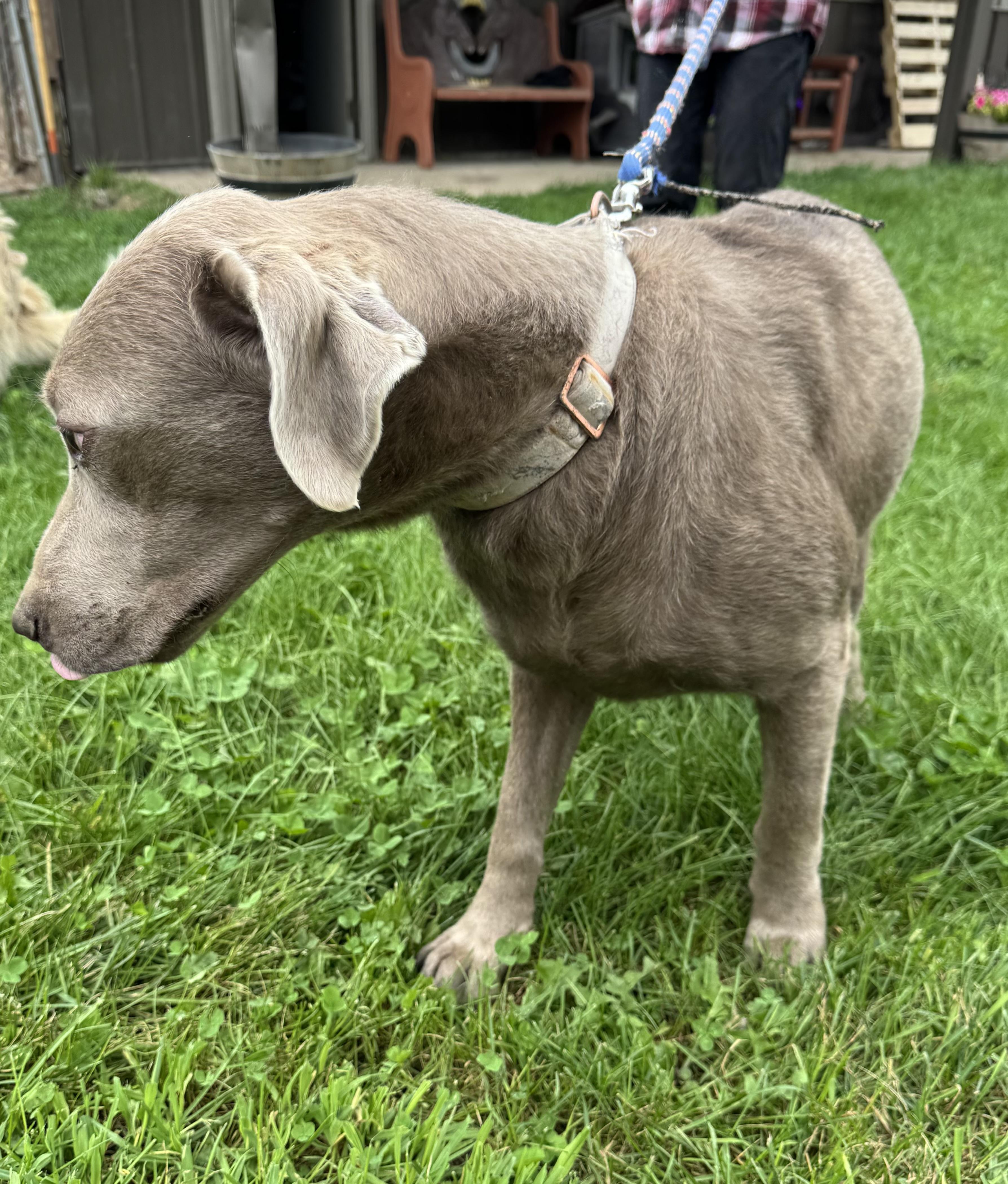 Enlarge Sophie, a Adoptable Chocolate Labrador Retriever in Glenwood City, WI image 2/3