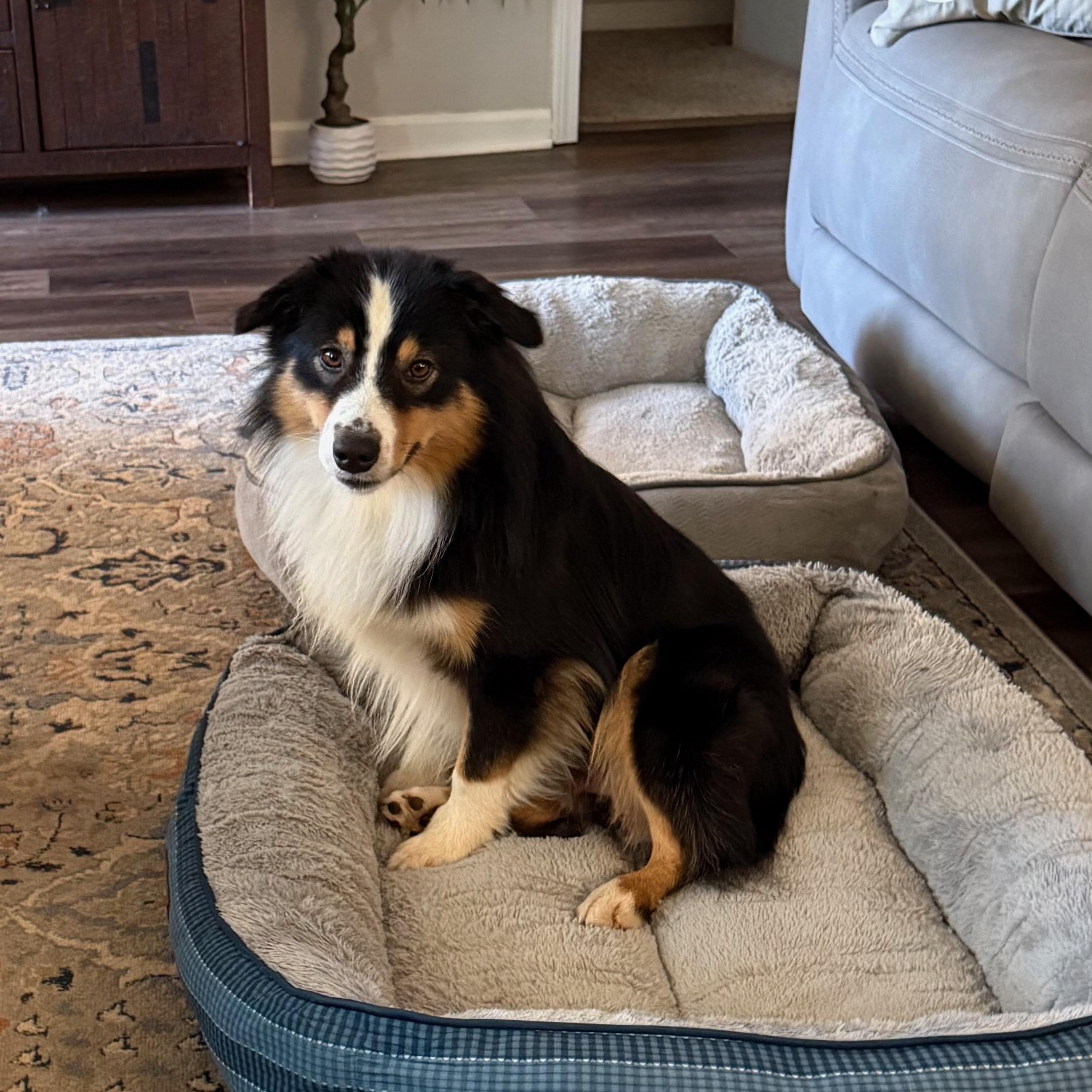 Enlarge Styles, an adopted Australian Shepherd in Salisbury, NC image 1/5