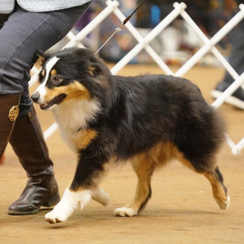Enlarge Styles, an adopted Australian Shepherd in Salisbury, NC image 2/5