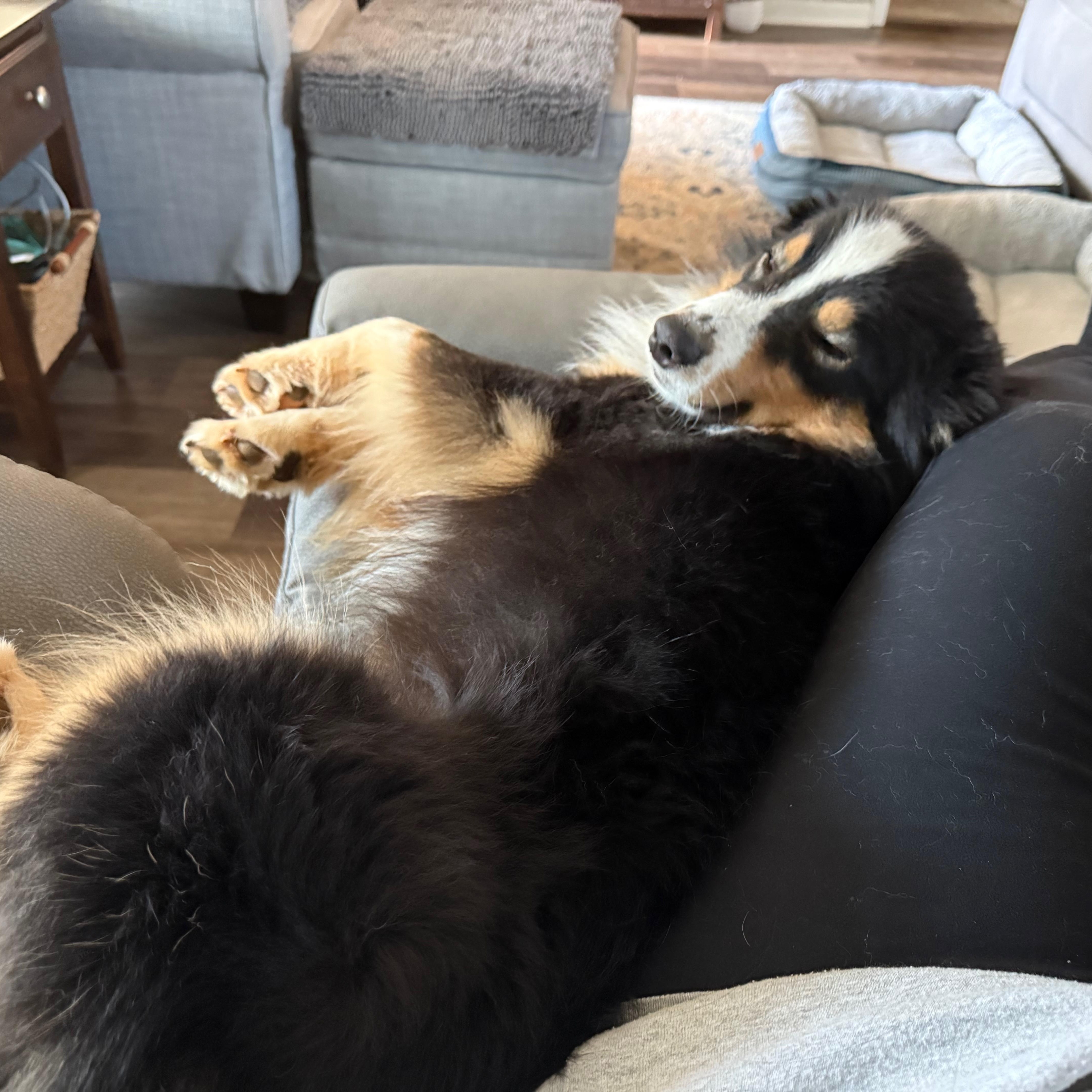 Enlarge Styles, an adopted Australian Shepherd in Salisbury, NC image 3/5