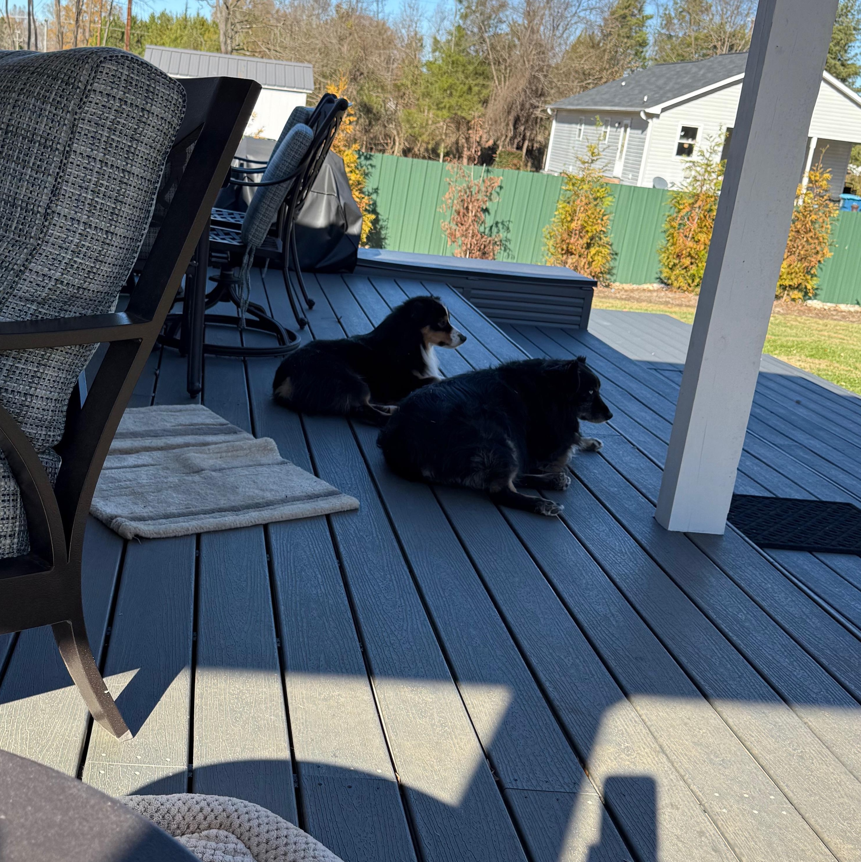 Enlarge Styles, an adopted Australian Shepherd in Salisbury, NC image 4/5