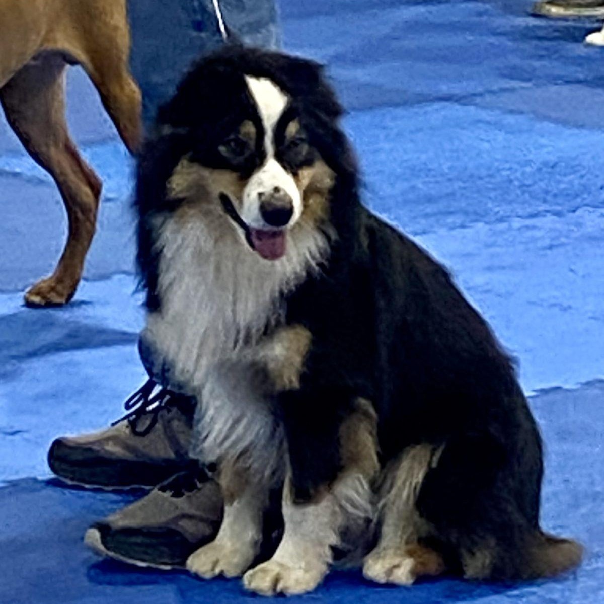 Enlarge Styles, an adopted Australian Shepherd in Salisbury, NC image 5/5