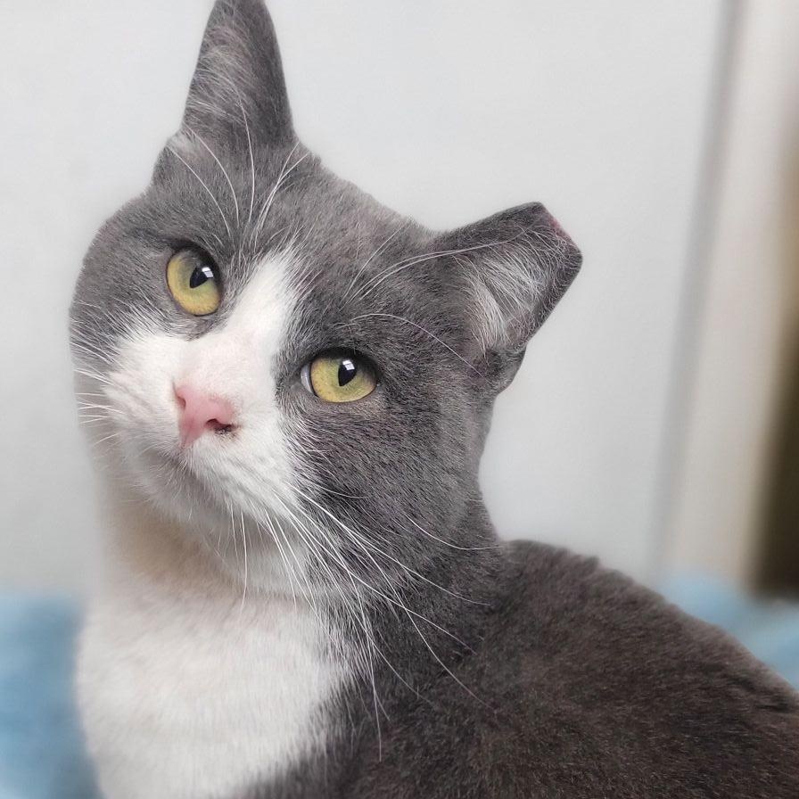 Monty , ADOPTABLE, Adult Male Domestic Short Hair.