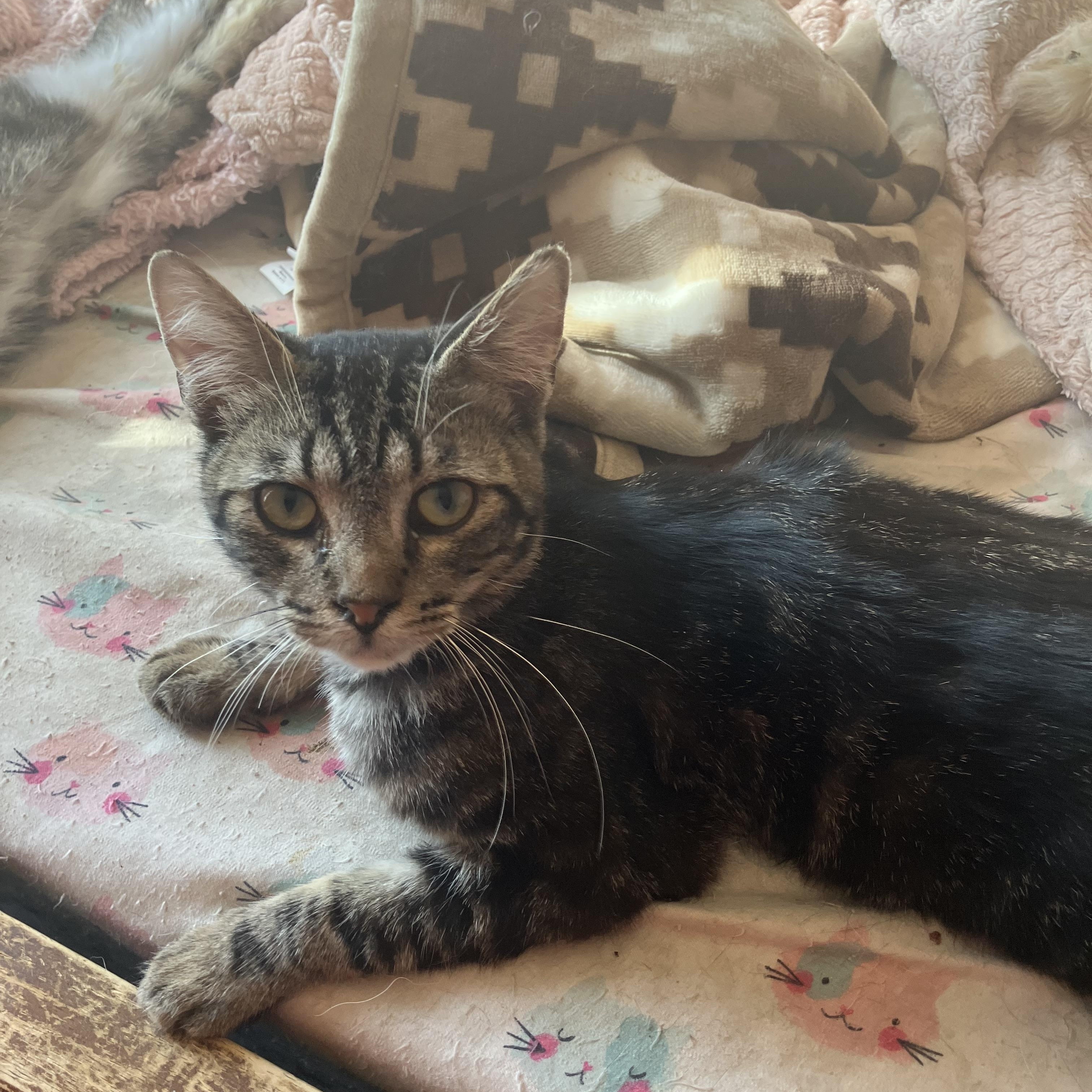 Enlarge Simon, an adopted mixed breed in El Mirage, AZ image 2/2