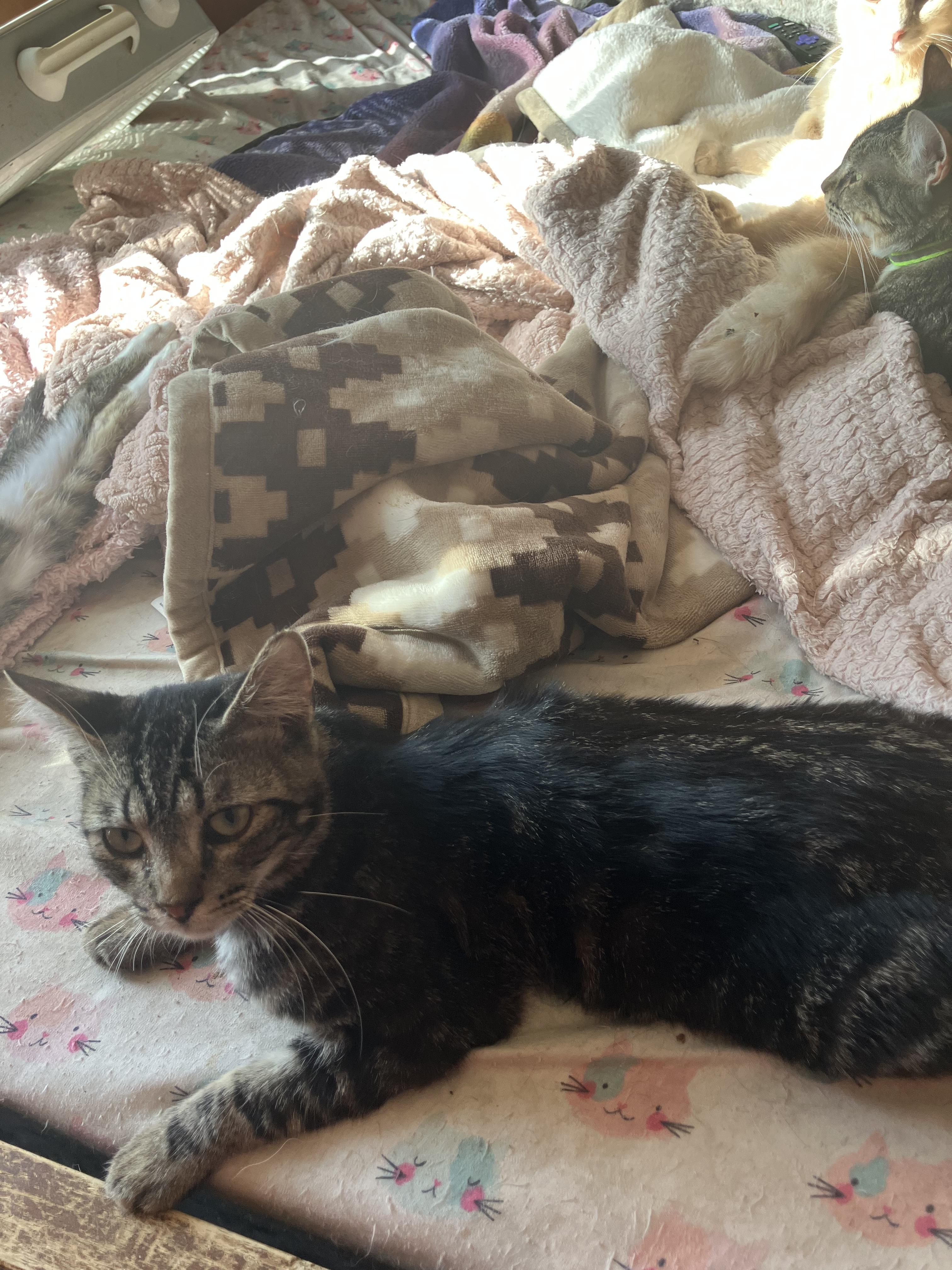 Simon, ADOPTABLE, Young Male Tabby & American Shorthair.