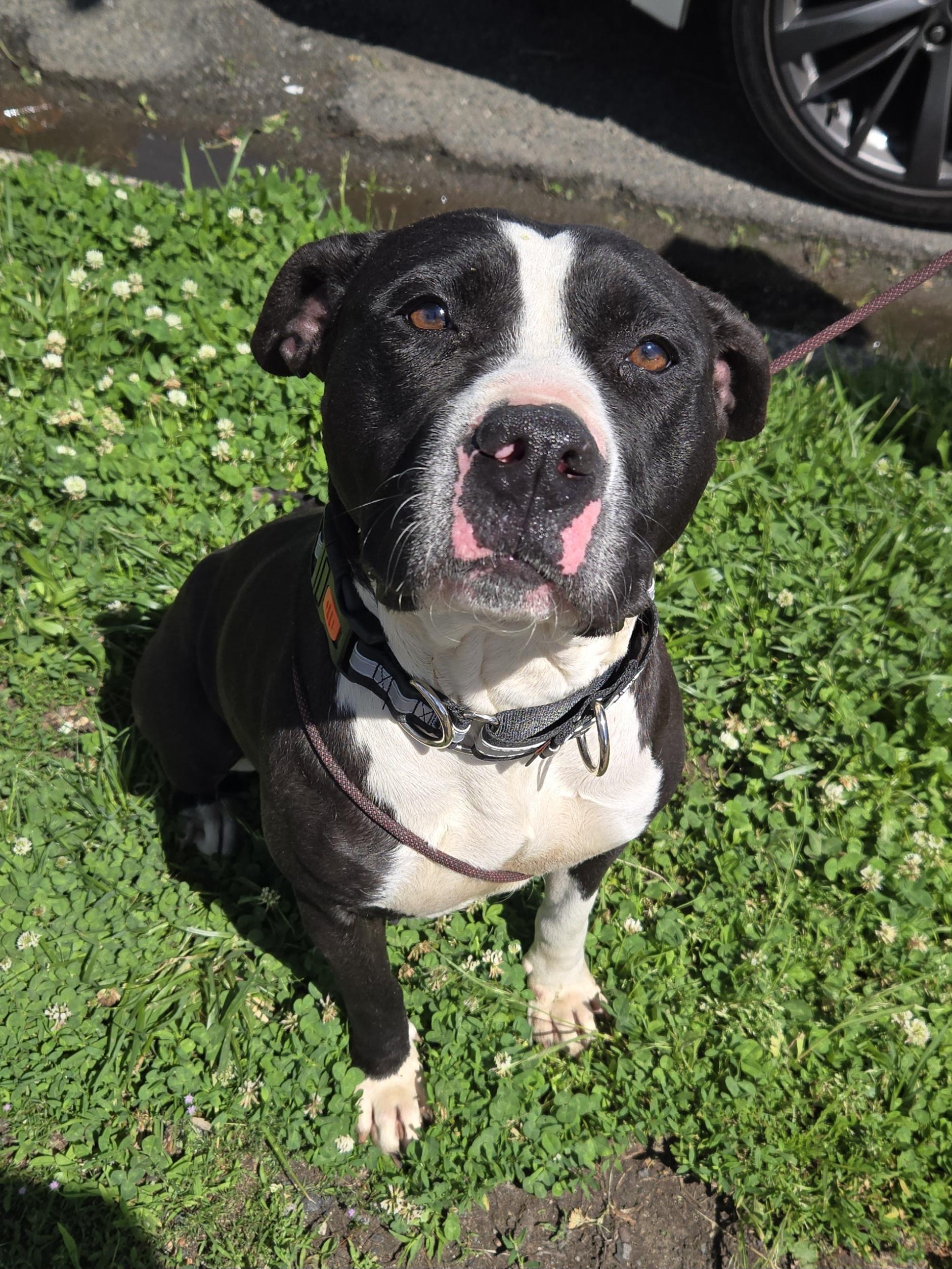 Enlarge Belle, a ADOPTABLE mixed breed in Trenton, NJ image 1/1