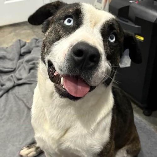 Azul, Adoptable, Adult Male Bulldog.