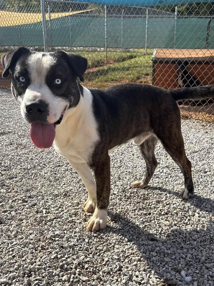 Enlarge Azul, a Adoptable mixed breed in Munfordville, KY image 1/5