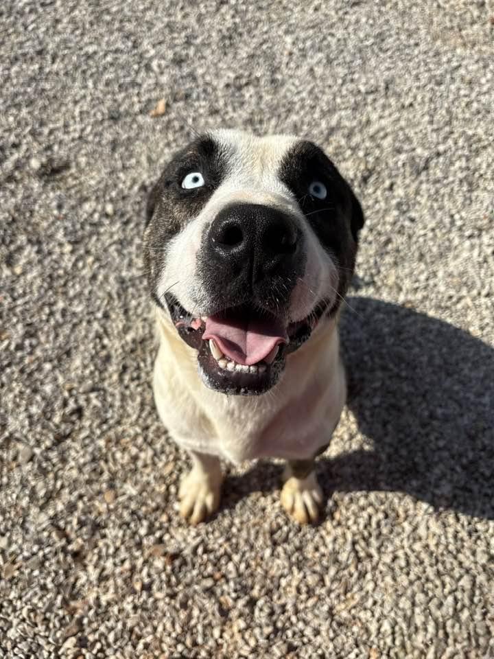 Enlarge Azul, a Adoptable mixed breed in Munfordville, KY image 2/5