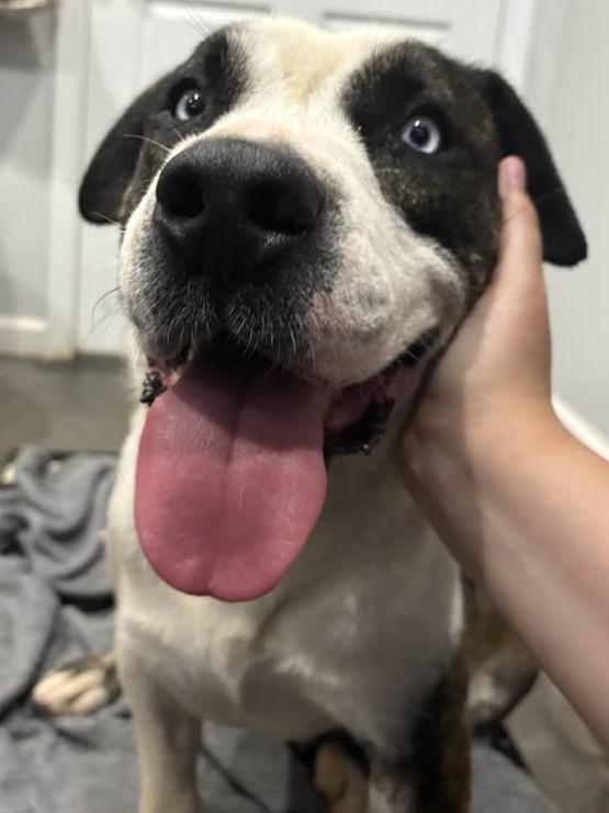 Enlarge Azul, a Adoptable mixed breed in Munfordville, KY image 4/5