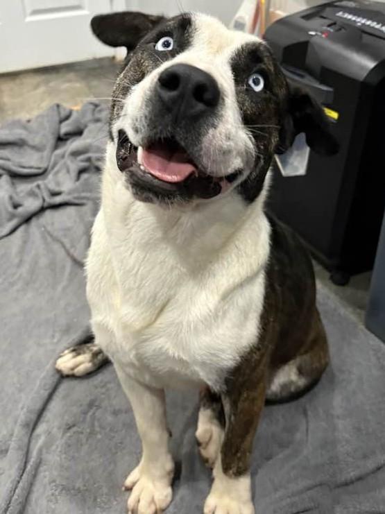 Enlarge Azul, a Adoptable mixed breed in Munfordville, KY image 5/5