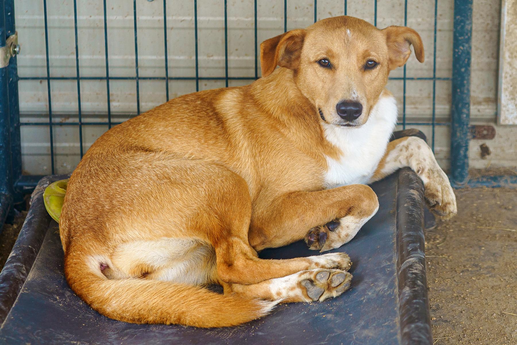 Aspen, Young Female Labrador Retriever
