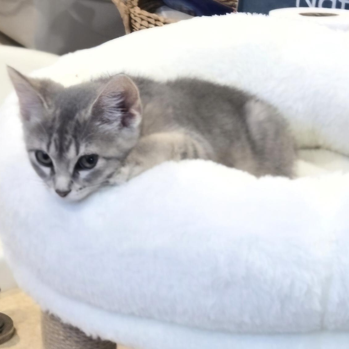 Enlarge Pippa, an adopted American Shorthair in Staten Island, NY image 3/5